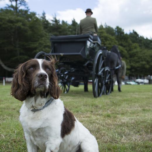 Thomas Cribb Carriage Masters